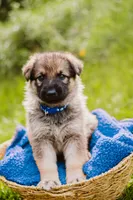 Hunter, a male German Shepherd Dog for sale in Marlette, MI – 10 of 10