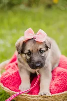 Shelby, a female German Shepherd Dog for sale in Marlette, MI – 4 of 6