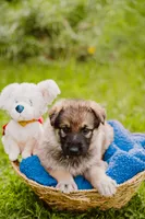 Hunter, a male German Shepherd Dog for sale in Marlette, MI – 5 of 10