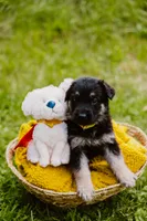 Jett, a male German Shepherd Dog for sale in Marlette, MI – 6 of 10