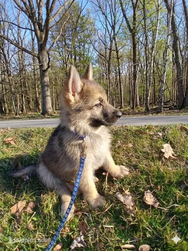 Dakota – German Shepherd Dog puppy for sale in Marlette, MI