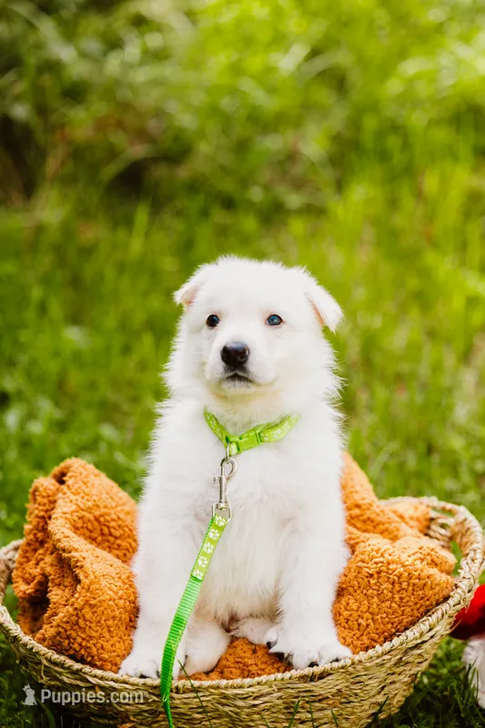 Griffin  – German Shepherd Dog puppy for sale in Marlette, MI