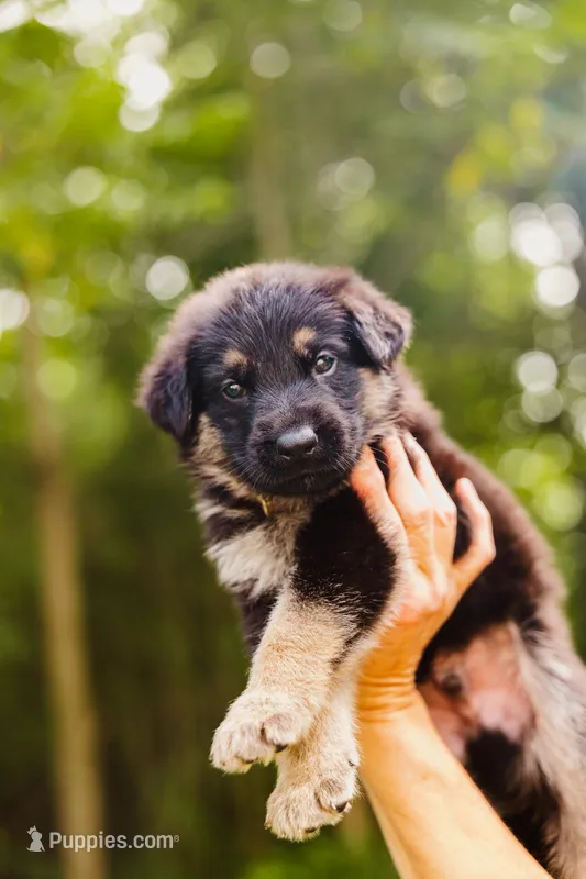 Jett – German Shepherd Dog puppy for sale in Marlette, MI