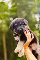 Jett, a male German Shepherd Dog for sale in Marlette, MI – 1 of 10