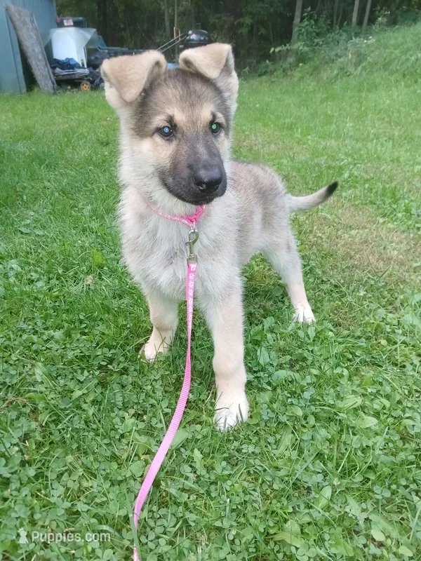 Shelby – German Shepherd Dog puppy for sale in Marlette, MI