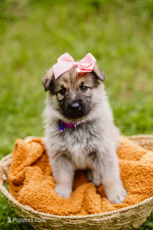 Sasha – German Shepherd Dog puppy for sale in Marlette, MI