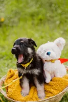Jett, a male German Shepherd Dog for sale in Marlette, MI – 5 of 10