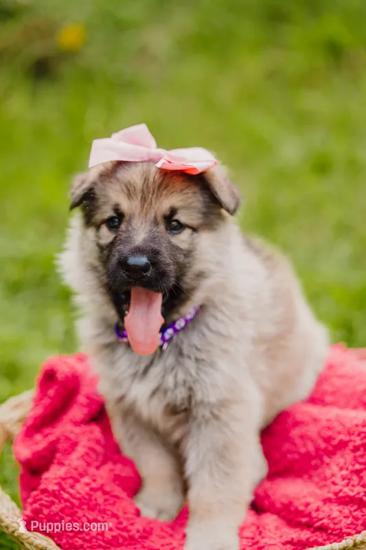 Shelby – German Shepherd Dog puppy for sale in Marlette, MI