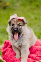Shelby, a female German Shepherd Dog for sale in Marlette, MI – 1 of 6