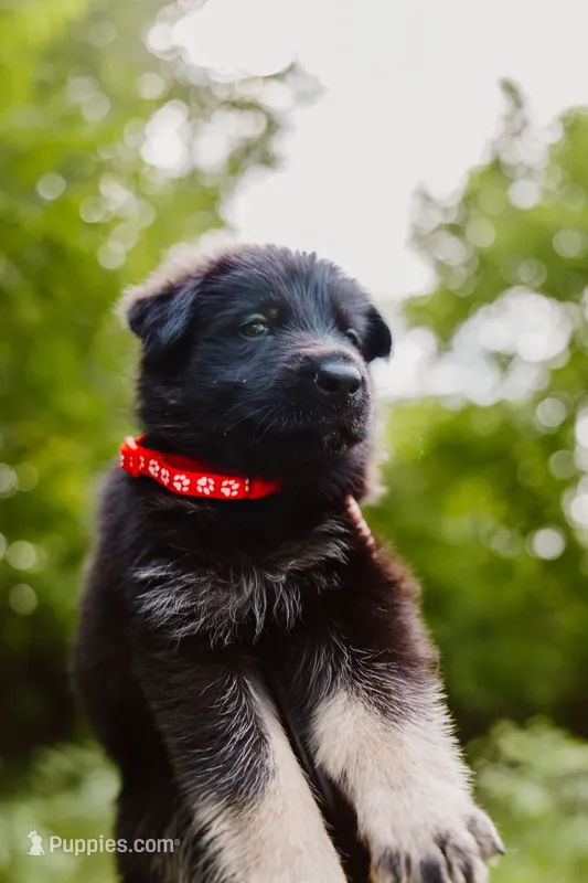 Ruger – German Shepherd Dog puppy on hold in Marlette, MI