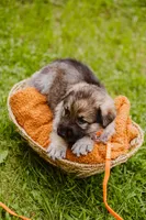 Diesel , a male German Shepherd Dog for sale in Marlette, MI – 9 of 10