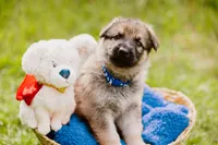 Hunter, a male German Shepherd Dog for sale in Marlette, MI – 2 of 10