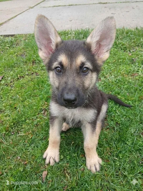 Lucky – German Shepherd Dog puppy for sale in Marlette, MI