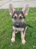 Lucky, a male German Shepherd Dog for sale in Marlette, MI – Photo 1 of 6