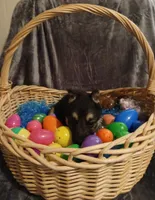 Lucky, a male German Shepherd Dog for sale in Marlette, MI – Photo 5 of 6