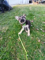 Lucky, a male German Shepherd Dog for sale in Marlette, MI – Photo 3 of 6