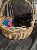 Lucky, a male German Shepherd Dog for sale in Marlette, MI – Photo 6 of 6