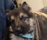 Lucky, a male German Shepherd Dog for sale in Marlette, MI – Photo 4 of 6