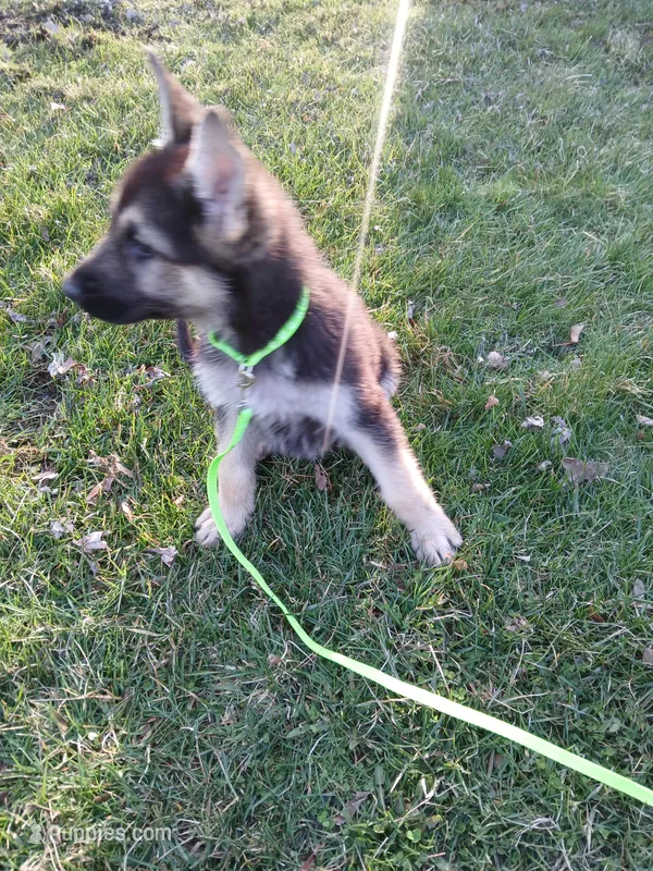 Lucky – German Shepherd Dog puppy for sale in Marlette, MI