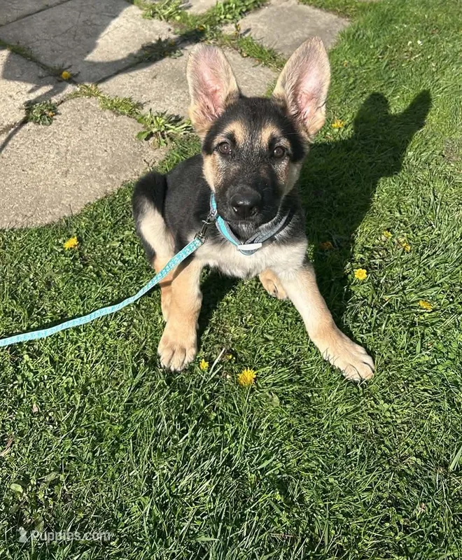 Lucky – German Shepherd Dog puppy on hold in Marlette, MI