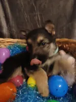 Lucky, a male German Shepherd Dog for sale in Marlette, MI – Photo 1 of 6