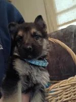 Lucky, a male German Shepherd Dog for sale in Marlette, MI – Photo 3 of 6