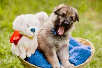 Hunter, a male German Shepherd Dog for sale in Marlette, MI – 7 of 10