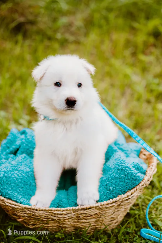 Kane – German Shepherd Dog puppy for sale in Marlette, MI