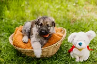 Diesel , a male German Shepherd Dog for sale in Marlette, MI – 7 of 10