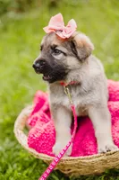 Shelby, a female German Shepherd Dog for sale in Marlette, MI – 2 of 6
