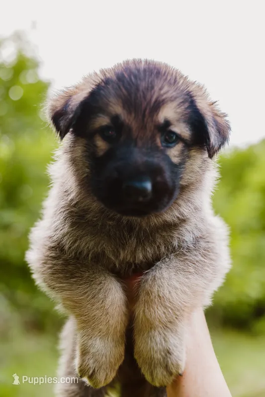 Diesel  – German Shepherd Dog puppy for sale in Marlette, MI