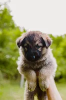 Diesel , a male German Shepherd Dog for sale in Marlette, MI – 6 of 10