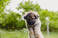 Diesel , a male German Shepherd Dog for sale in Marlette, MI – 2 of 10