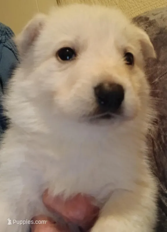 Kane – German Shepherd Dog puppy for sale in Marlette, MI