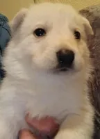 Kane, a male German Shepherd Dog for sale in Marlette, MI – Photo 1 of 4