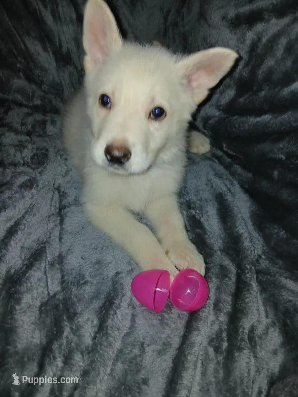 Kane – German Shepherd Dog puppy for sale in Marlette, MI