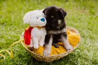 Jett, a male German Shepherd Dog for sale in Marlette, MI – 4 of 10