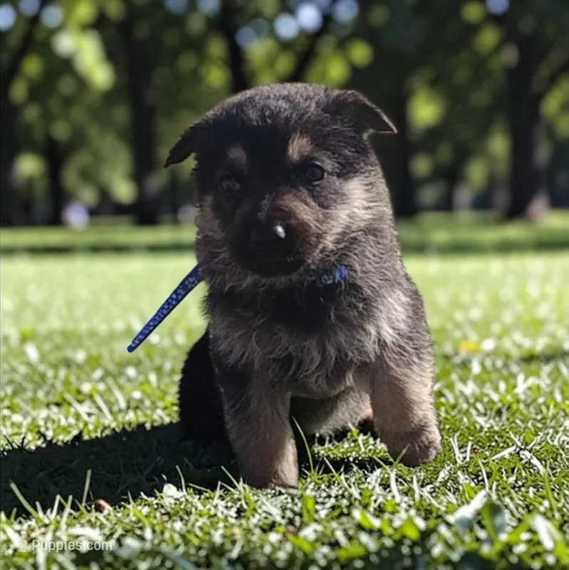Zeus – German Shepherd Dog puppy for sale in Marlette, MI