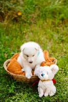 Kane, a male German Shepherd Dog for sale in Marlette, MI – 6 of 6