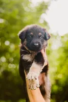 Jett, a male German Shepherd Dog for sale in Marlette, MI – 2 of 10