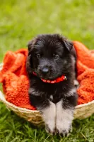 Ruger, a male German Shepherd Dog for sale in Marlette, MI – 6 of 6