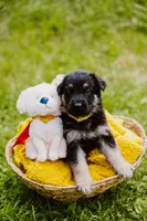 Jett, a male German Shepherd Dog for sale in Marlette, MI – 9 of 10