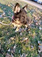 Xena, a female German Shepherd Dog for sale in Marlette, MI – Photo 2 of 3