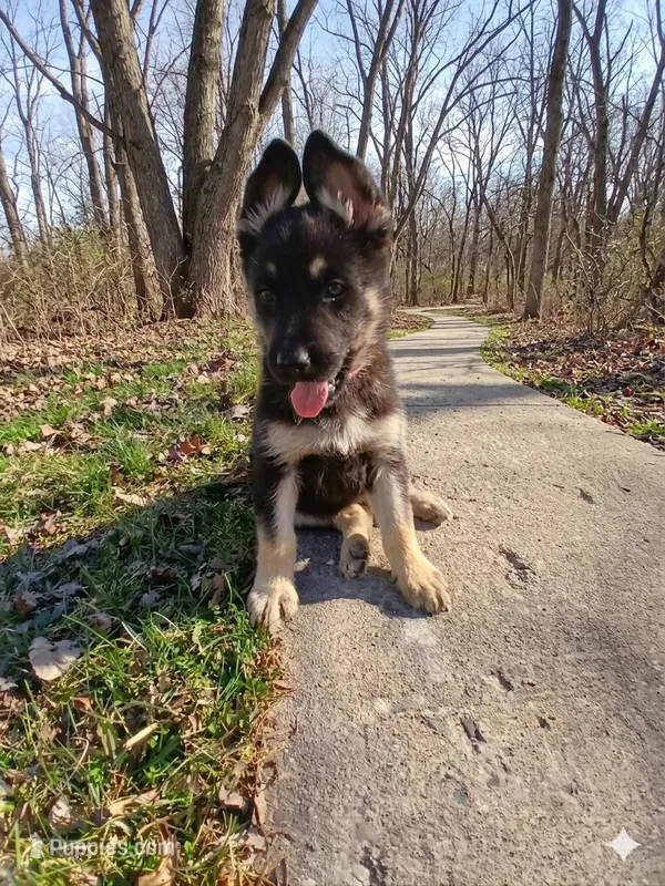 Xena – German Shepherd Dog puppy for sale in Marlette, MI