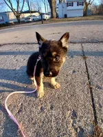 Xena, a female German Shepherd Dog for sale in Marlette, MI – Photo 3 of 3