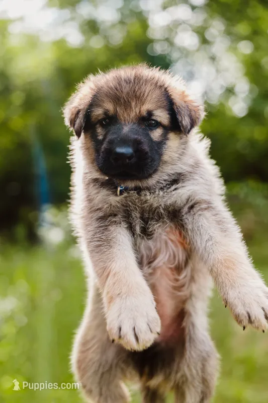 Hunter – German Shepherd Dog puppy for sale in Marlette, MI