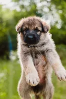 Hunter, a male German Shepherd Dog for sale in Marlette, MI – 1 of 10