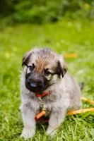 Diesel , a male German Shepherd Dog for sale in Marlette, MI – 5 of 10