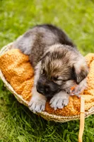 Diesel , a male German Shepherd Dog for sale in Marlette, MI – 8 of 10