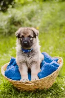 Hunter, a male German Shepherd Dog for sale in Marlette, MI – 6 of 10